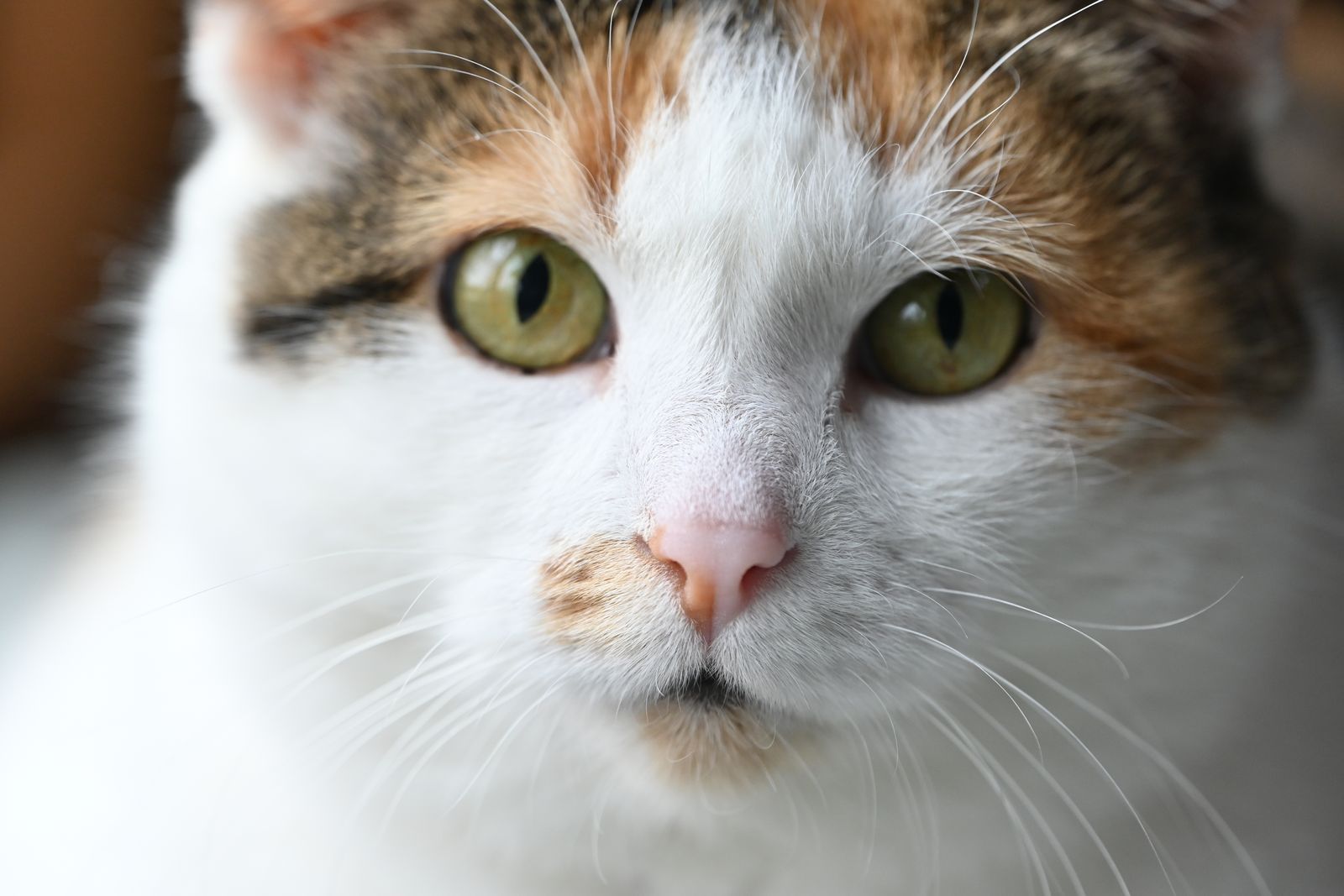 三毛猫のあずき