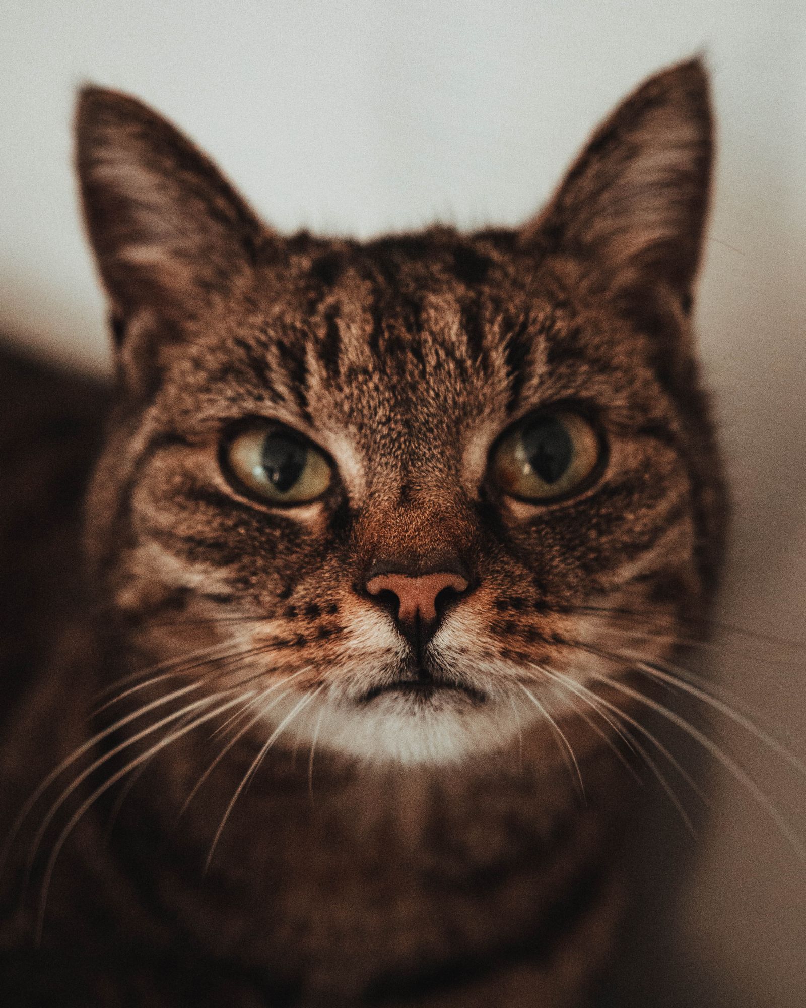キジトラ猫のよもぎ