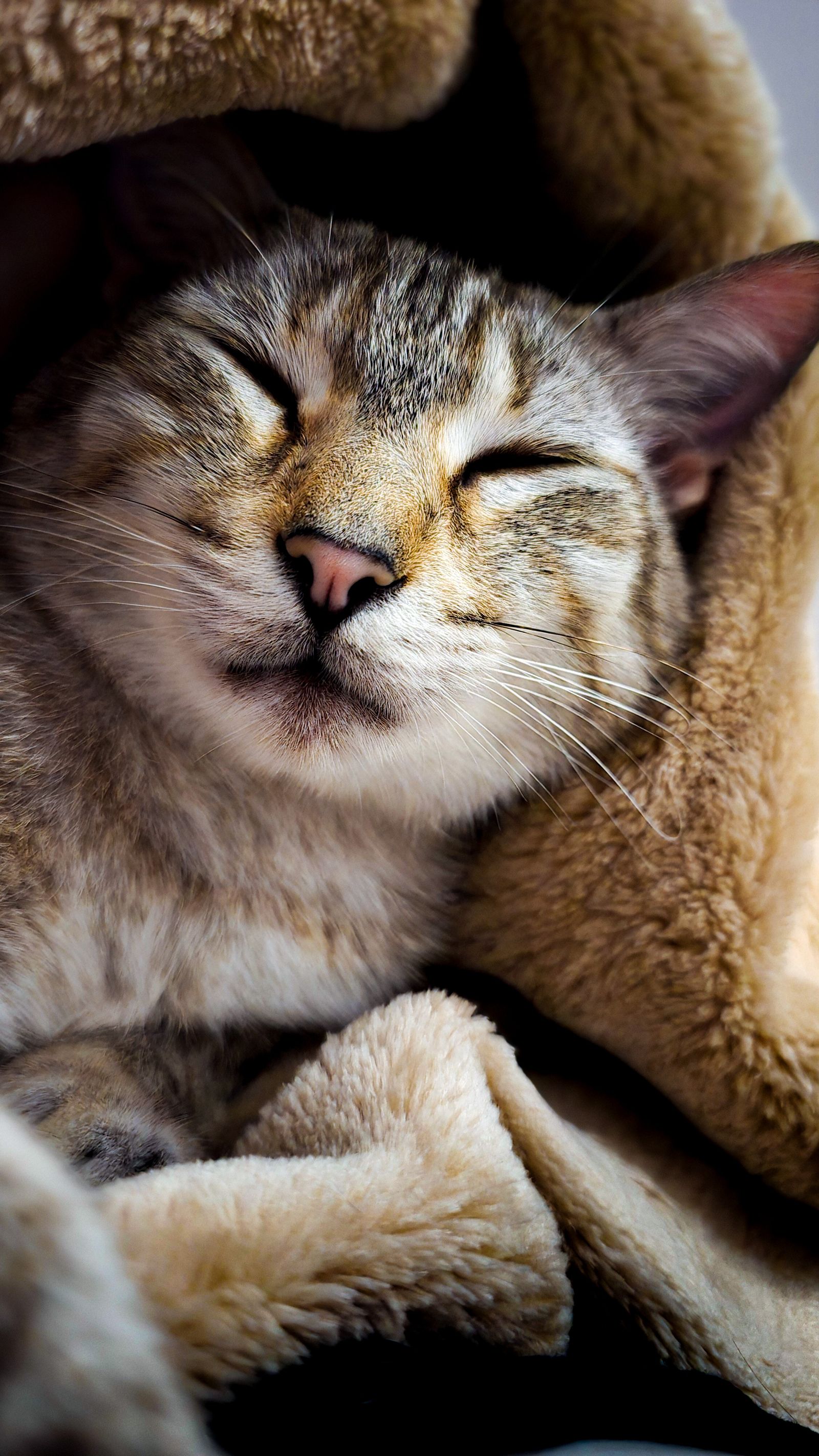 毛布にくるまって眠る猫