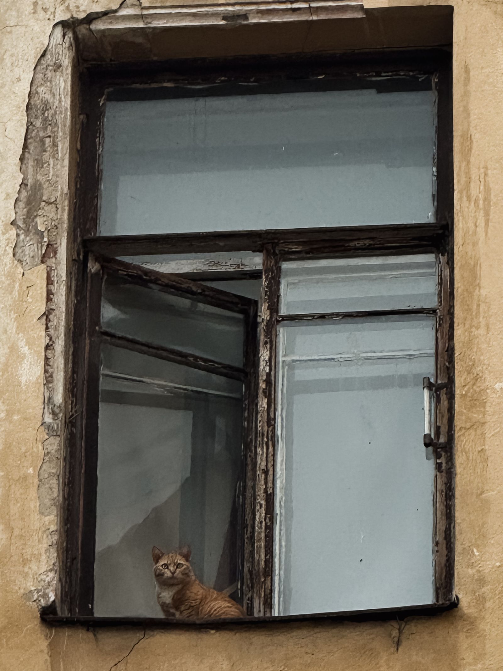 窓辺から外を眺める猫